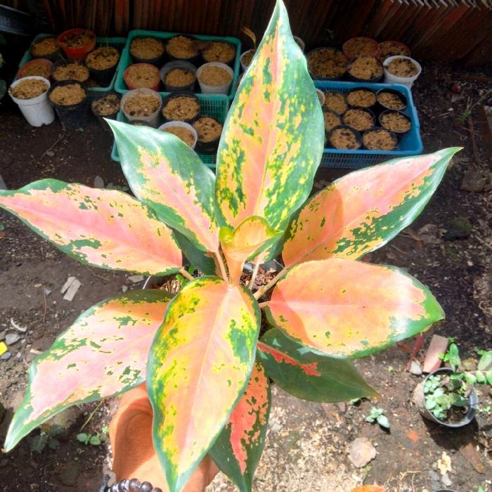 aglonema kocin tembaga dewasa Tanaman