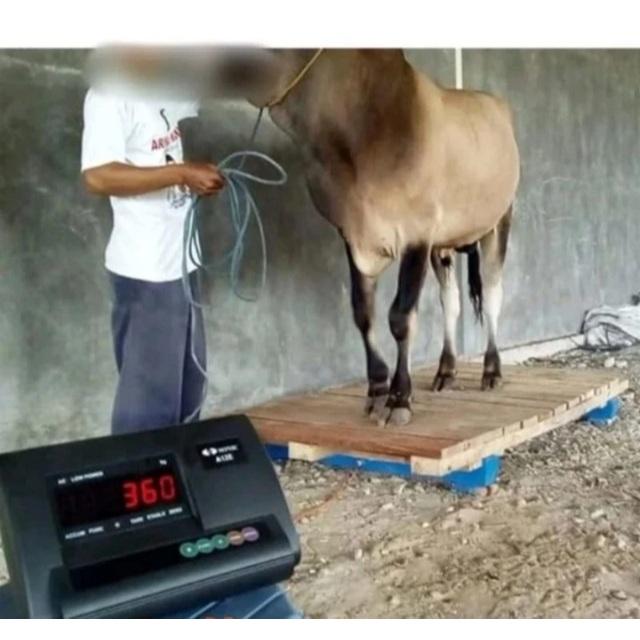 Timbangan Hewan Digital Sapi, Kerbau,Domba,Kambing 2 Ton Loadcell Indikator A12E