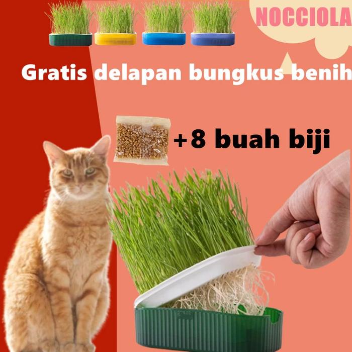 Free 80G Seed Pot Rumput Kucing Wadah Tanam Benih Gandum Wheatgrass Cat Grass Planter Seed Kit