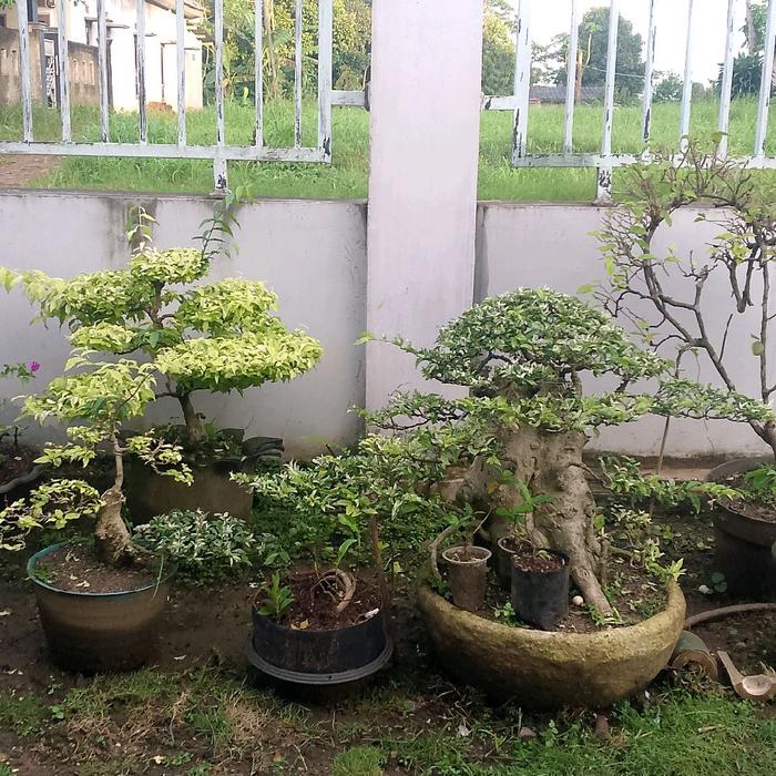 Bonsai Anput (anting putri) salju
