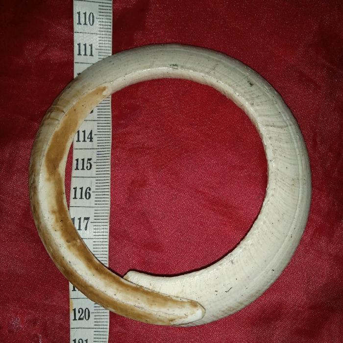 taring babi tarbi jumbo nguraak tua tarbi i  kalimantann gelang pria