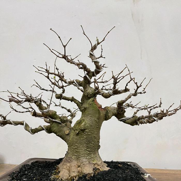 bonsai anting putri small
