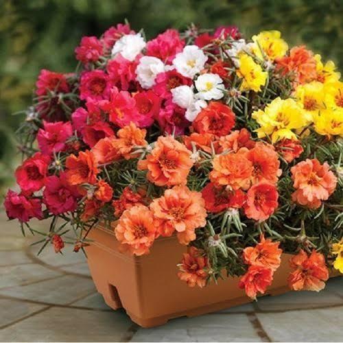 Benih Bibit Biji Bunga Krokot Moss Rose Portulaca Mix Warna - 200 Biji