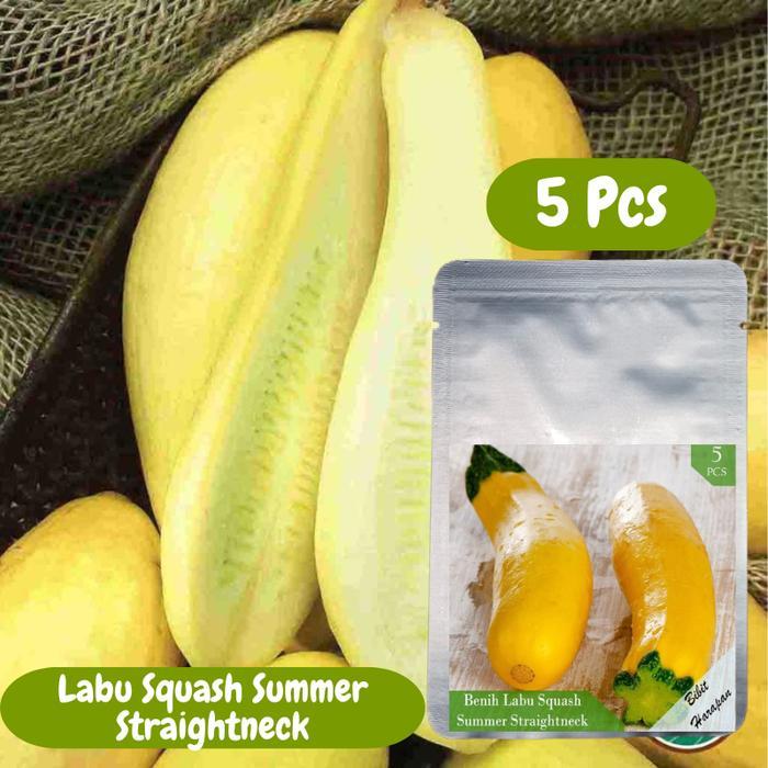 Benih Bibit Labu Kuning Zucchini Squash Summer Straightneck