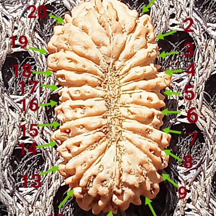 TERBARU Rudraksha 21 Mukhi original Indonesia