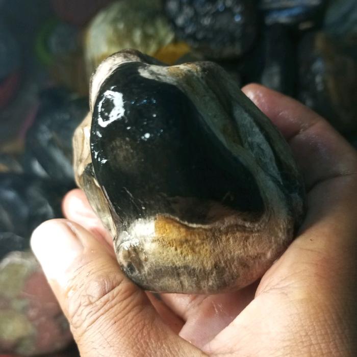 fosil kelor hitam putih unik