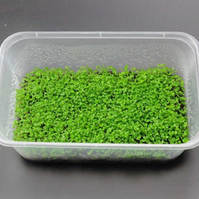 Bibit Rumput Air Dekorasi Aquarium Landscape Ornament AB893