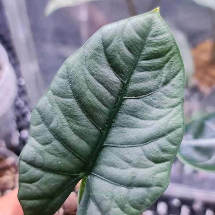 Alocasia Reginae - The Silver Queen Kasta LEGACY Spesialis Semi-Hydro Akar Glowing Kualitas Harvard 