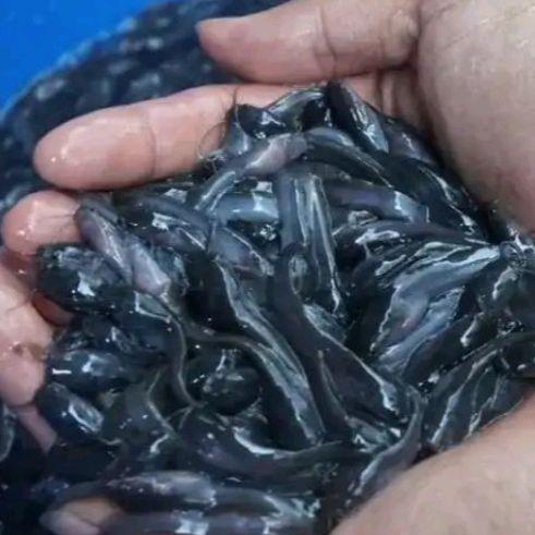 perhiasan jam tangangan lele sangkuriang ukuran 2-3cm isi 100 Gelang
