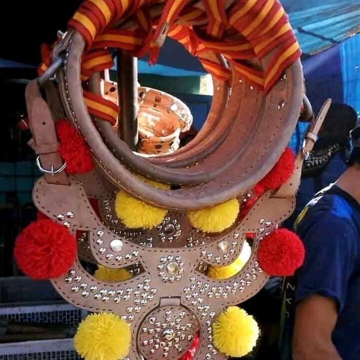 GONGSENG DOMBA / KALUNG DOMBA ADU FULL KULIT