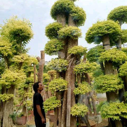 pohon bonsai anting putri