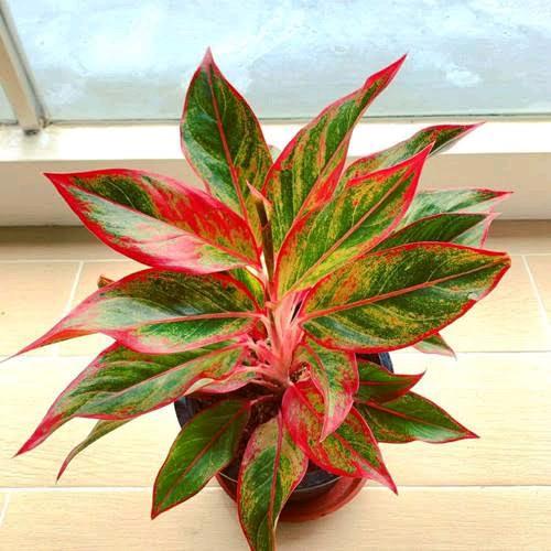 (MURAH) Aglaonema red lipstik - tanaman hias aglaonema lipstik merah - aglaonema siam aurora lipstik