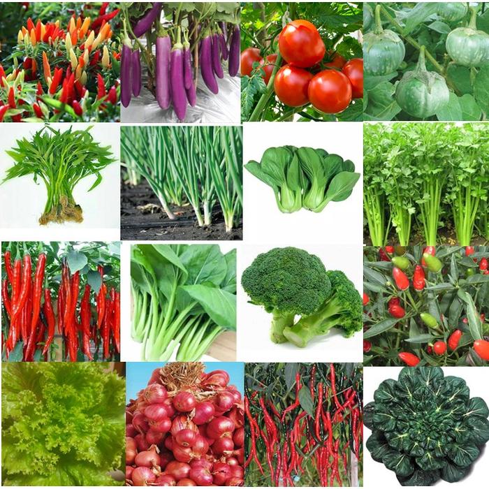 SERBU Benih Serba Seribu - Benih Sayur-sayuran - Benih Sayur Daun dan Sayur Buah