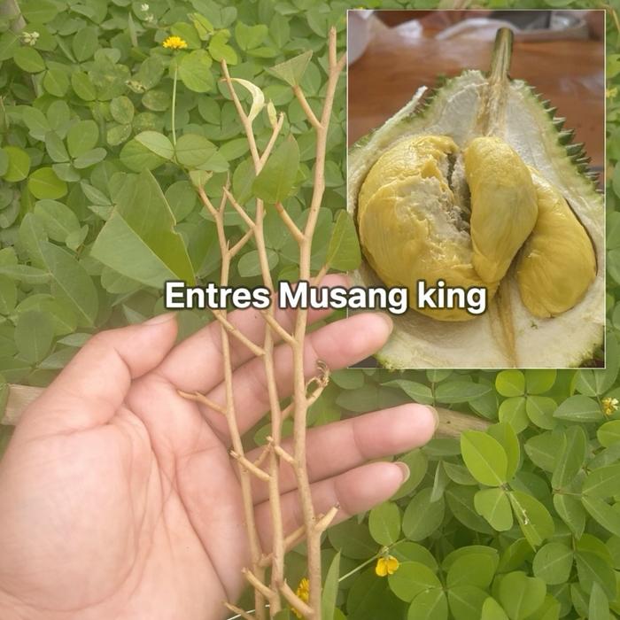 Premium entres musang king