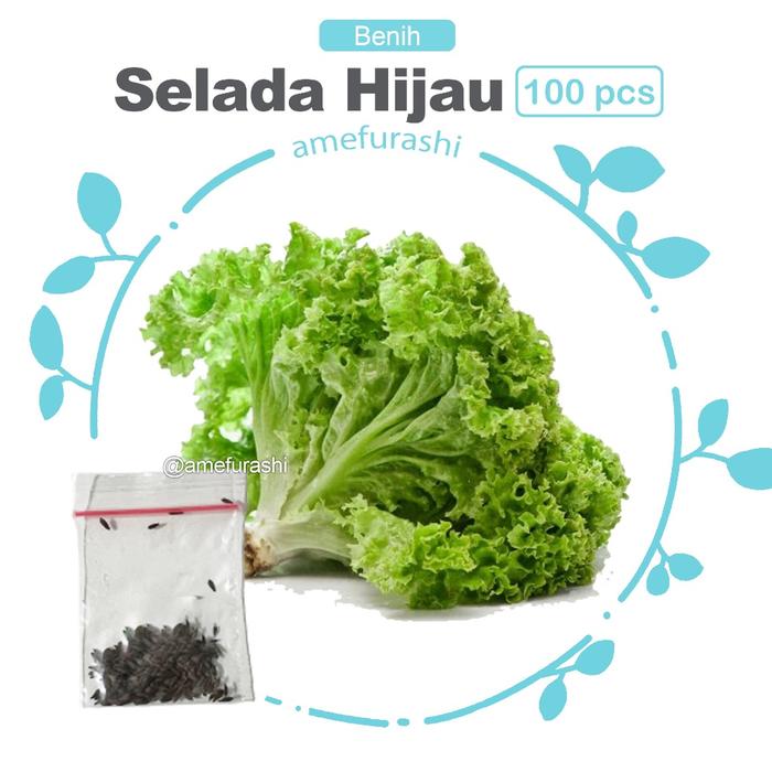 Amefurashi Bibit / Benih /Seeds Sayur Selada Cepat Panen