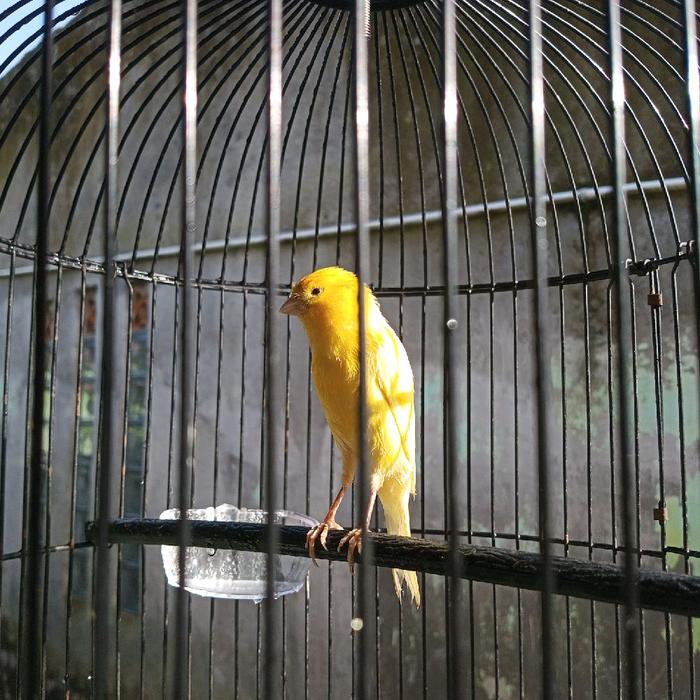 Kenari AF warna Kuning ExtraJoss