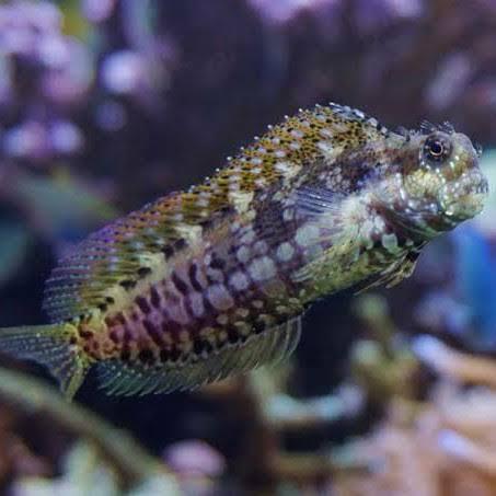 ikan hias jabing glodok cleaning crew pemakan lumut tank akuarium aquarium