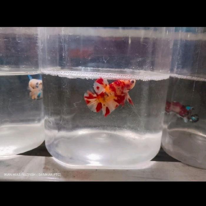 ikan Cupang Multicolor warna cakep-cakep