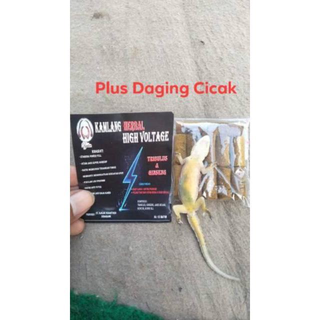 Kamlang Super Thai Black Platinum Jamu Ayam Jago Bangkok Kamlang Full