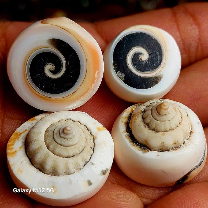 Lostune Keong Buntet Lancip Putih Asli Natural untuk Dekorasi Rumah dan Koleksi Unik