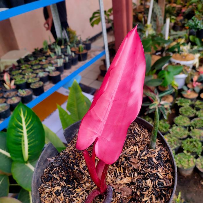 Philo pink camerun / Philodenron pink / Philo black camerun