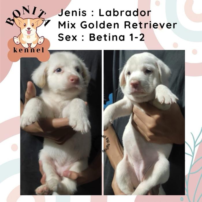 Anjing Golden Retriever Mix Labrador Anak Anjing Golden Labrador