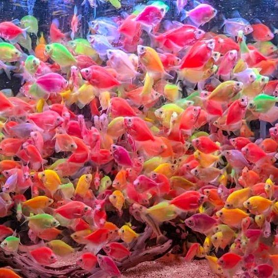 Ikan Hias Warna-warni glowfish ukuran besar.khusus pngiriman Jatim dan skitarnya