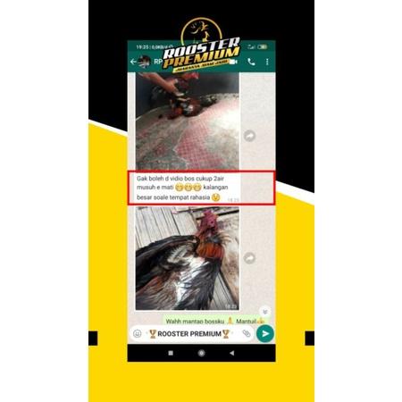 VITOP ORIGINAL Vitamin 10cap Tenaga Ayam Burung Merpati Vitop