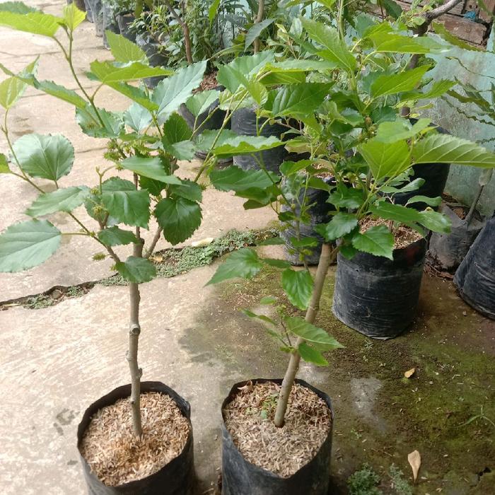 Benih murbai hasil cangkok cepat Berbuah.