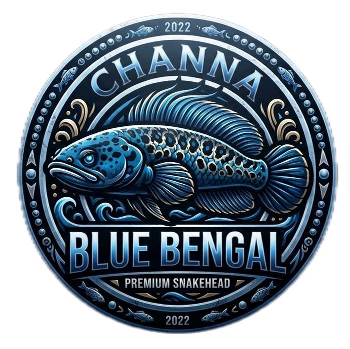 mainan ikan Channa blue bengal