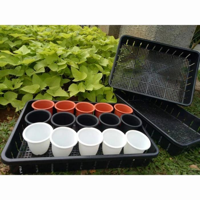 Tray 50 cm + Pot cactus 10 cm ( 15 pcs )