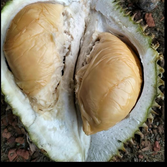 Batu mustika 123 batu asli