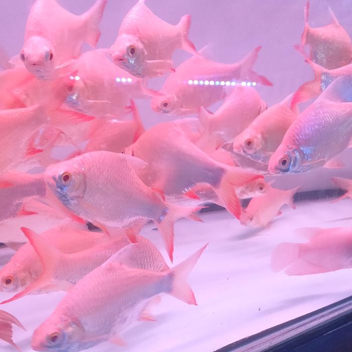ikan kaviat albino mata merah tankmate arwana