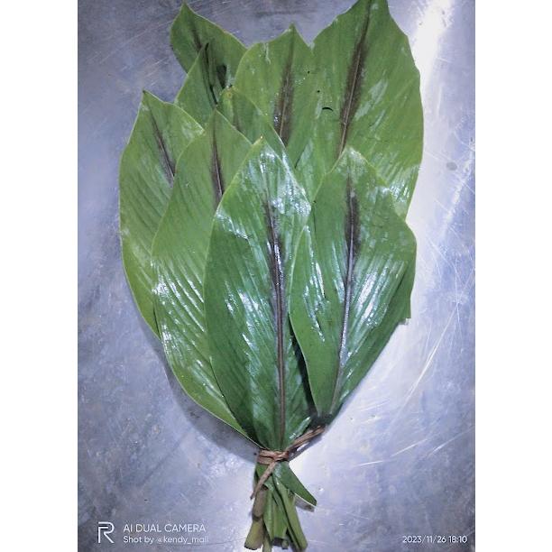 Daun Kunyit Hitam Segar Alami