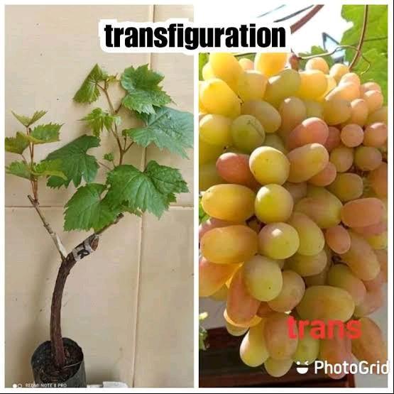 Bibit pohon buah anggur transfiguration - pohon anggur transfigufation bibit segar - tanaman hidup