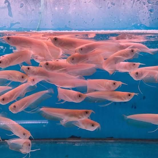 Arwana silver albino murah