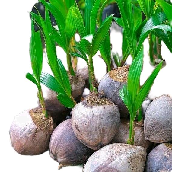 bibit kelapa puyuh genjah 3-4 tahun bisa berbuah