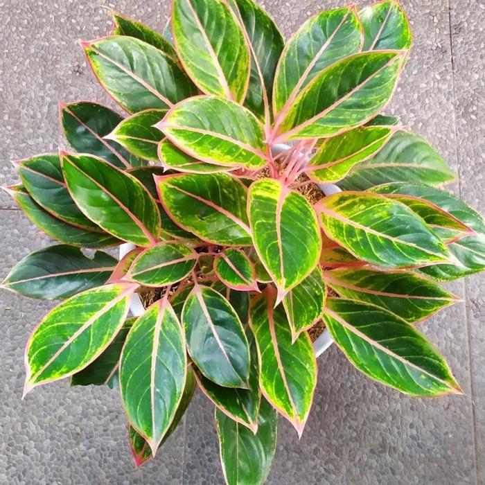 Aglonema Lipstik Pink Aglaonema Klasik Tanaman Aglonema Hidup Bunga Aglonema Tanaman Aglonema Murah