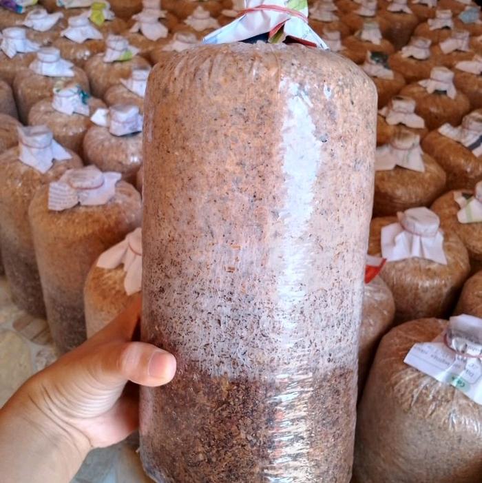 BAGLOG JAMUR TIRAM PUTIH Wanita