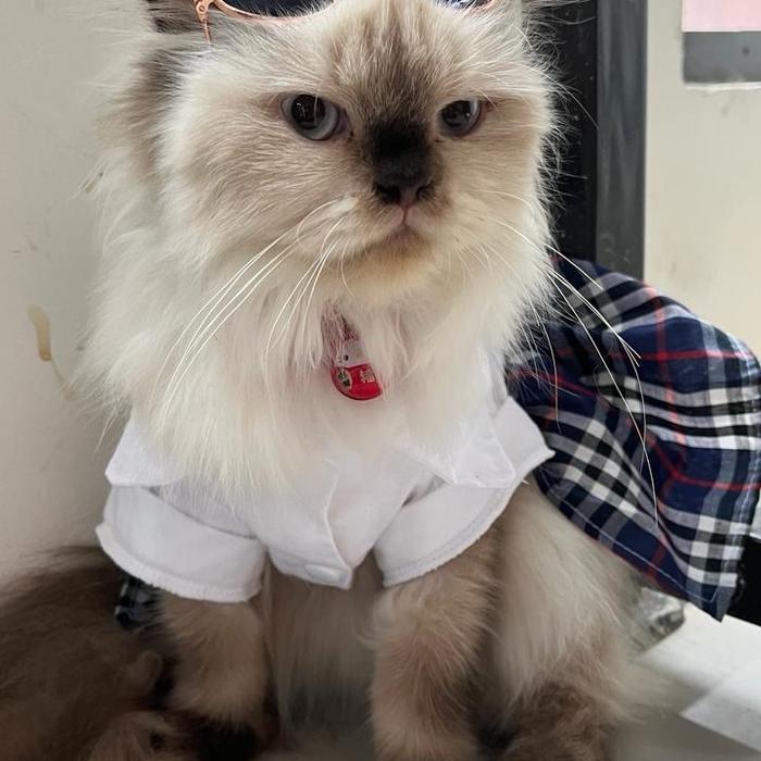 Baju kucing custom untuk kucing kesayangan