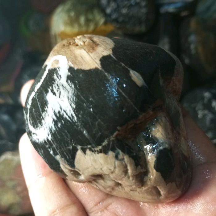 fosil kelor motif hitam putih antik