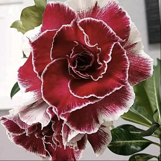 Bibit tanaman hias adenium BARAME - bibit Kamboja jepang barame - pohon hidup