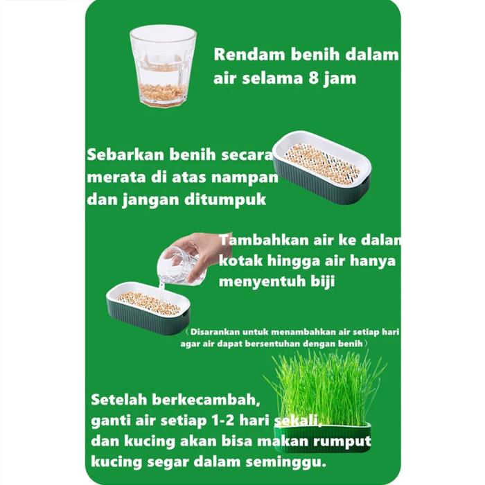 Free 80G Seed Pot Rumput Kucing Wadah Tanam Benih Gandum Wheatgrass Cat Grass Planter Seed Kit