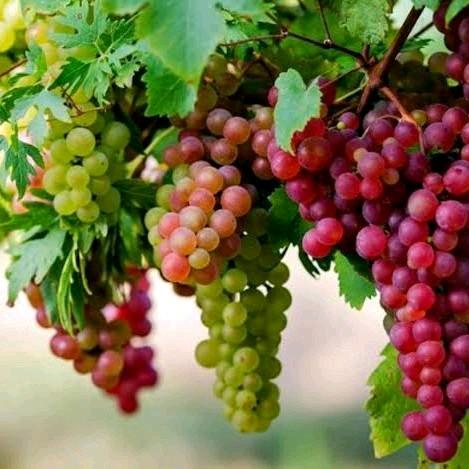 bibit pohon buah anggur red master // pohon anggur red master //bibit tanaman anggut jupiter // poho