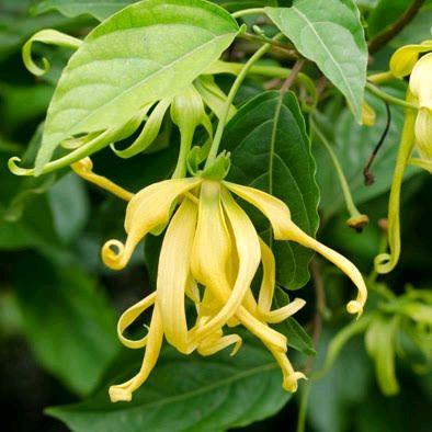 Bibit Bunga Kenanga - Manfaat Kesehatan & Kecantikan - Minyak Esensial untuk Aroma Terapi & Kualitas