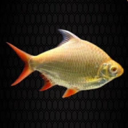 ikan hias kaviat albino/tankmate - -+10cm