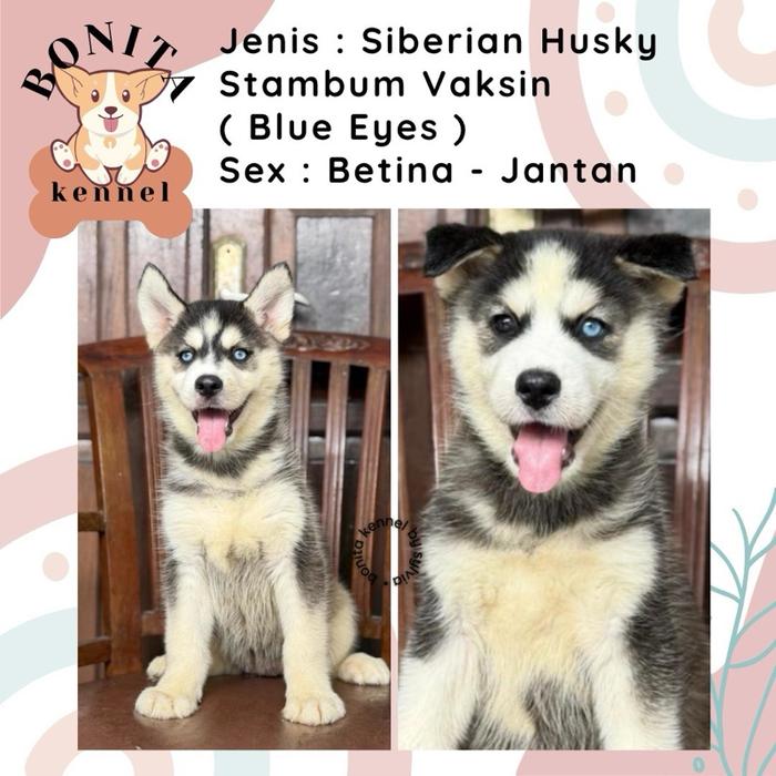 Siberian Husky Stambum Red Cooper Grey Anak Anjing Husky Jantan Betina