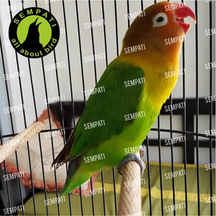 OXIVOICE ENERGY OXIBIRD - Oxivoice energi original / Vitamin burung/