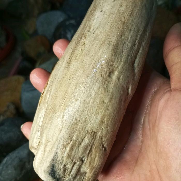 fosil kelor kulit putih ada corak hitam