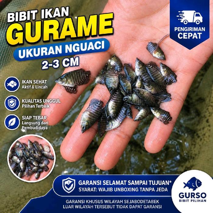 dus isi 50 gurame soang nguaci berkualitas bergaransi 100% & gratis pelet
